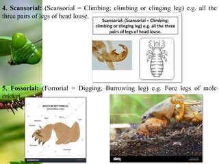 Insect Legs: Specialized for Success