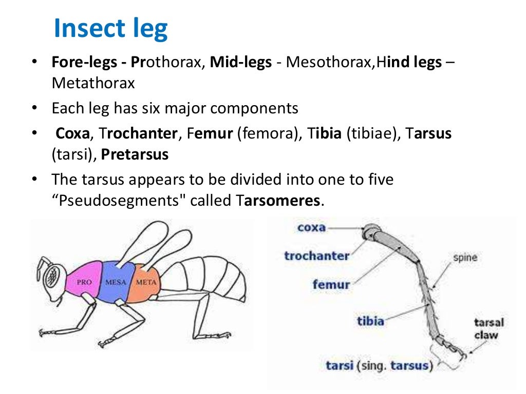 Insect leg
