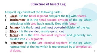 insectlegstructureandmodifications-210520084831.pptx