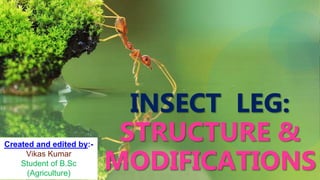 INSECT LEG:
STRUCTURE &
MODIFICATIONS
Created and edited by:-
Vikas Kumar
Student of B.Sc
(Agriculture)
 
