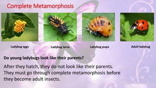 Insect life cycle (grasshopper and ladybug) | PPTX