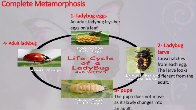 Insect Life Cycle Grasshopper And Ladybug