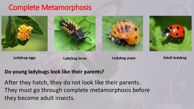 insect life cycle grasshopper and ladybug
