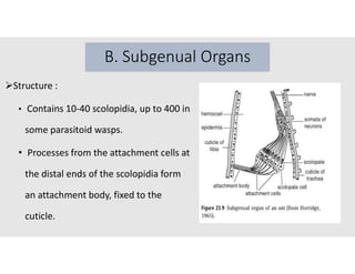 INSECT MECHANORECEPTORS: Exploring Sensory Function and Adaptive ...
