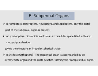 INSECT MECHANORECEPTORS: Exploring Sensory Function and Adaptive ...