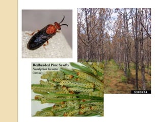 Fores Insect Insect, mite and nematode pests of forest | PPTX
