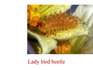 Baby Three Insect Immature stages of insects and Its types (Classification) | PPTX