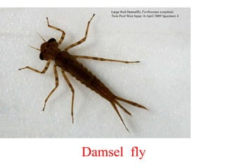 Immature stages of insects and Its types (Classification) | PPTX