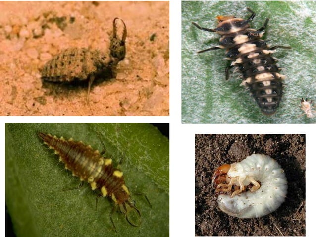 Immature stages of insects and Its types (Classification)