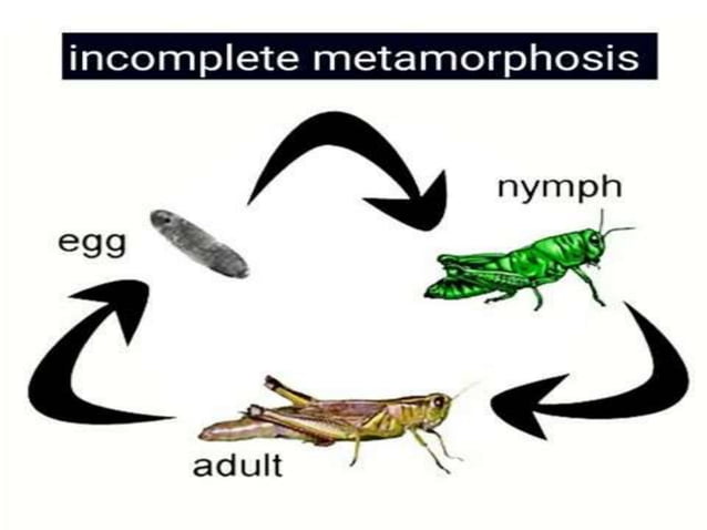 Immature stages of insects and Its types (Classification)