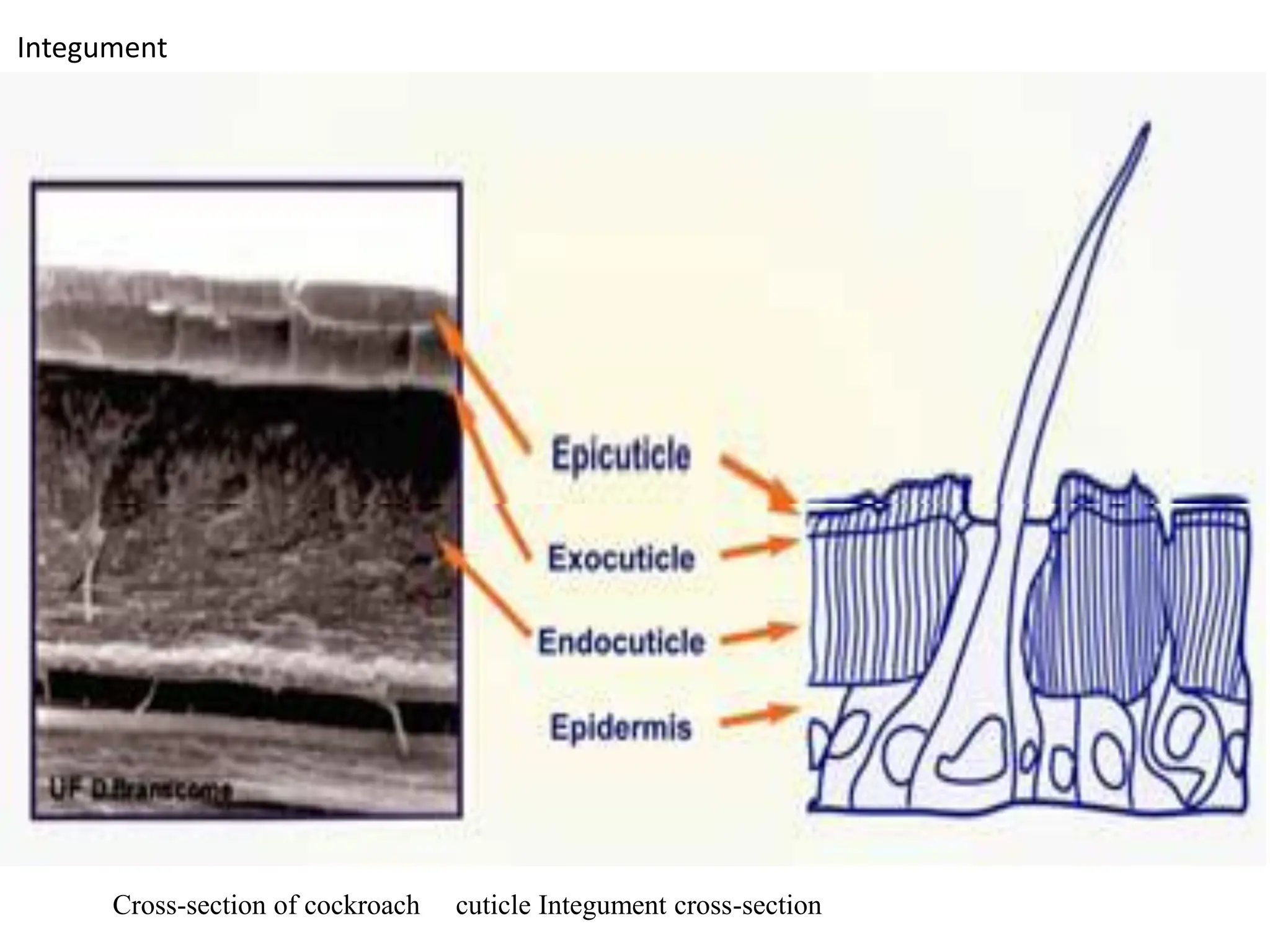Insect morphology insect morphology insect morphology | PDF