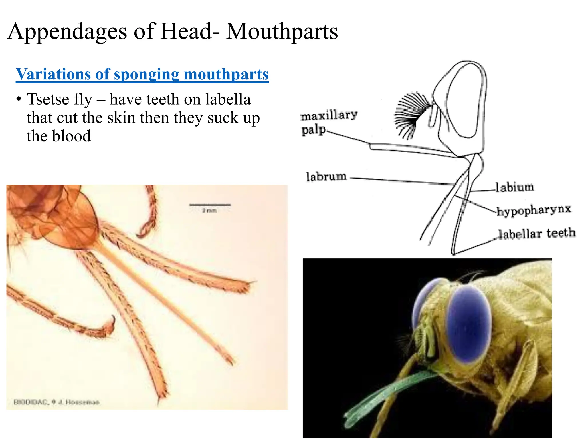 Insect morphology insect morphology insect morphology | PDF