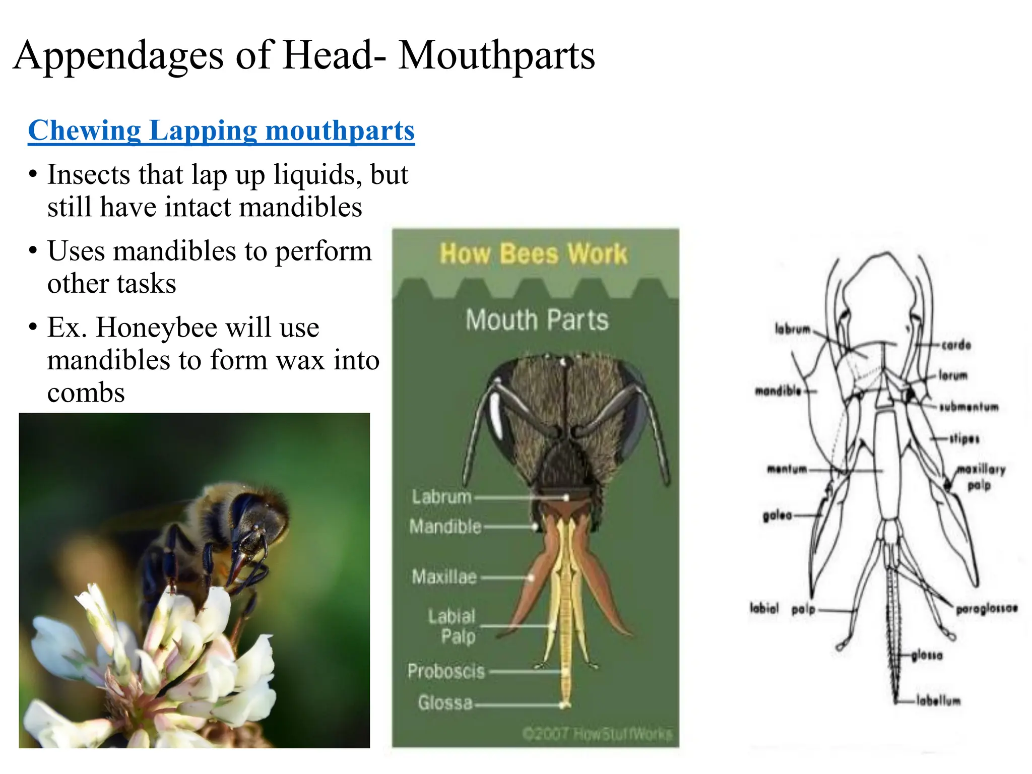 Insect morphology insect morphology insect morphology | PDF