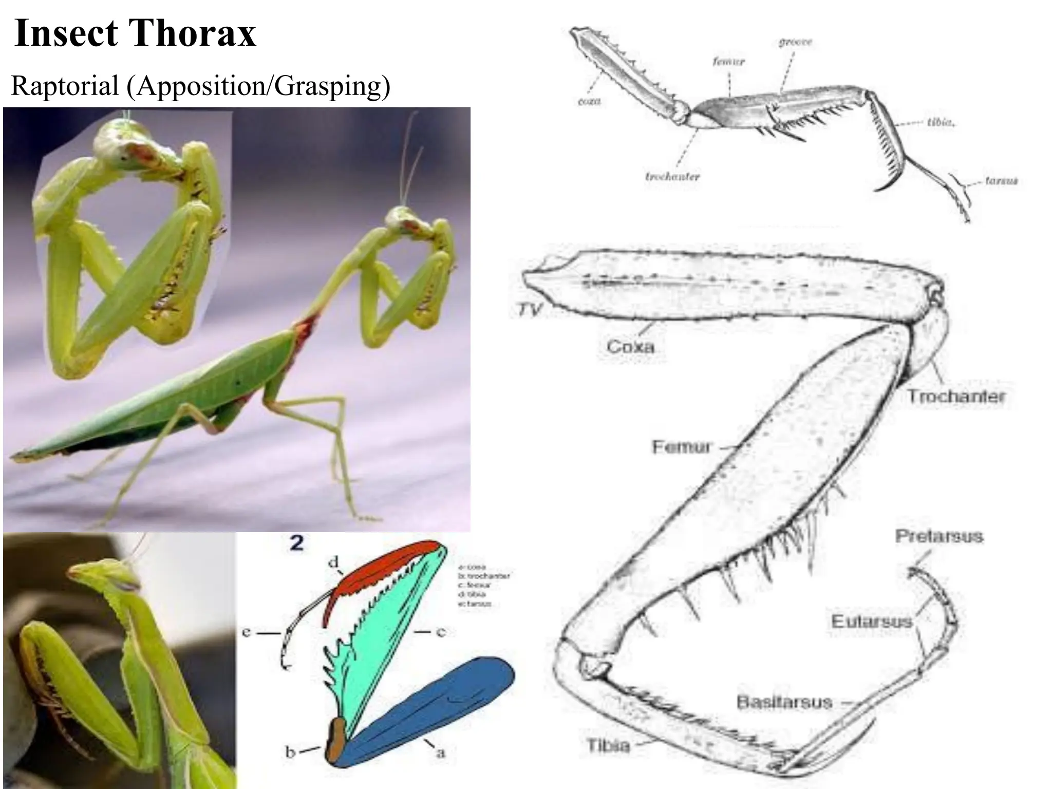 Insect morphology insect morphology insect morphology | PDF