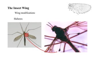 Insect morphology insect morphology insect morphology | PDF