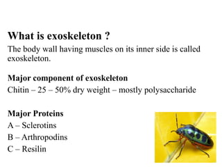 Insect morphology insect morphology insect morphology | PDF