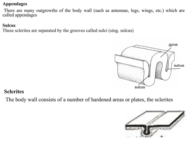 Insect morphology insect morphology insect morphology | PDF