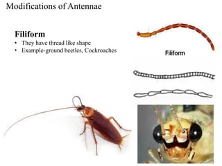 Filiform Pattern Insect morphology insect morphology insect morphology | PDF