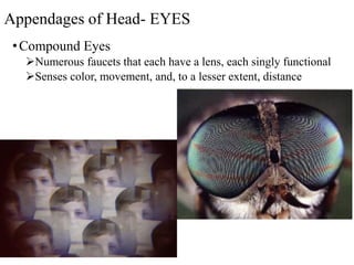 Rods Insect Insect morphology insect morphology insect morphology | PDF