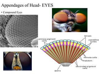 Compound Eye Science Insect morphology insect morphology insect morphology | PDF