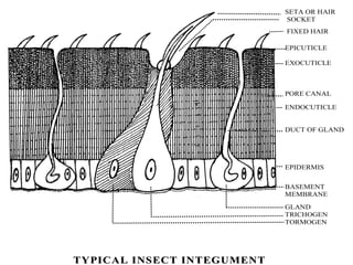 Microtrichae Insects Insect morphology insect morphology insect morphology | PDF