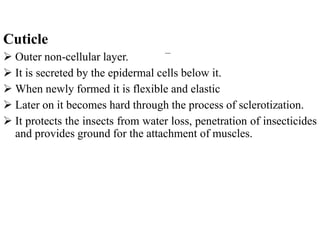 Insect morphology insect morphology insect morphology | PDF