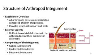 Insect Morphology - Full Course for Undergaduate Students.pptx