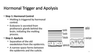 Insect Morphology - Full Course for Undergaduate Students.pptx