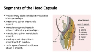 Insect Without Appendages Insect Morphology - Full Course for Undergaduate Students.pptx