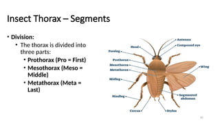 Insect Division Insect Morphology - Full Course for Undergaduate Students.pptx