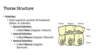 Notum Insect Insect Morphology - Full Course for Undergaduate Students.pptx
