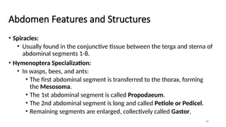 Insect Morphology - Full Course for Undergaduate Students.pptx
