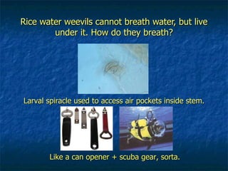 Rice water weevils cannot breath water, but live under it. How do they breath? Like a can opener + scuba gear, sorta. Larval spiracle used to access air pockets inside stem. 