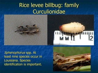 Rice levee billbug: family Curculionidae Sphenophorus  spp. At least nine species occur in Louisiana. Species identification is important. 
