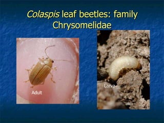 Colaspis  leaf beetles: family Chrysomelidae Adult Larva 