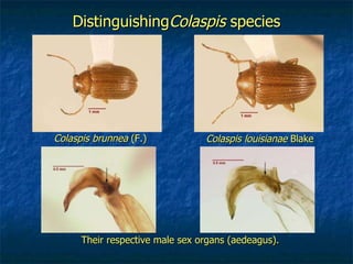 Their respective male sex organs (aedeagus). Colaspis louisianae  Blake Colaspis brunnea  (F.) Distinguishing Colaspis  species 