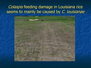 Colaspis  feeding damage in Louisiana rice seems to mainly be caused by  C. louisianae 