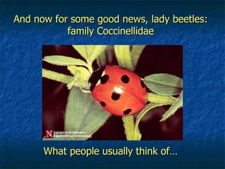 And now for some good news, lady beetles: family Coccinellidae What people usually think of… 