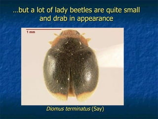 … but a lot of lady beetles are quite small and drab in appearance Diomus terminatus  (Say) 