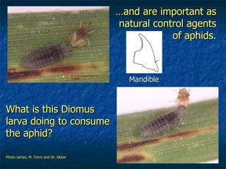 … and are important as natural control agents of aphids. What is this Diomus larva doing to consume the aphid? Photo series, M. Ferro and W. Akbar Mandible 
