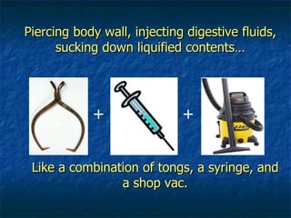 + + Piercing body wall, injecting digestive fluids, sucking down liquified contents… Like a combination of tongs, a syringe, and a shop vac. 