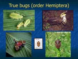 True bugs (order Hemiptera) 