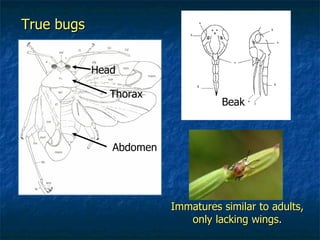 Head Thorax Abdomen True bugs Beak Immatures similar to adults, only lacking wings. 