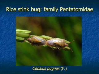 Rice stink bug: family Pentatomidae Oebalus pugnax  (F.) 