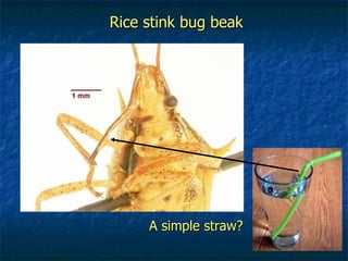 Rice stink bug beak A simple straw? 