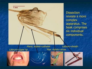 Dissection reveals a more complex apparatus. The beak comprises six individual components. Labrum=upper lip Mand. stylets=catheter Max. stylets=straw Labium=sheath 