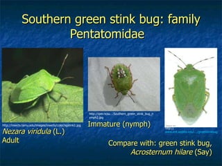Southern green stink bug: family Pentatomidae  http://insects.tamu.edu/images/insects/color/sgstink1.jpg Nezara viridula  (L.) Adult Immature (nymph) http://ipm.ncsu….Southern_green_stink_bug_nymph2.jpg Compare with: green stink bug,  Acrosternum hilare  (Say)  http:// www.ent.iastate.edu/.../greenstinkbug.html   