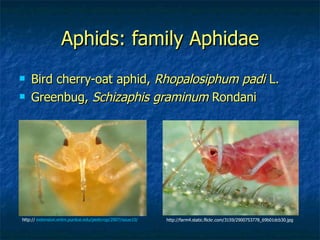 Aphids: family Aphidae Bird cherry-oat aphid,  Rhopalosiphum padi  L. Greenbug,  Schizaphis graminum  Rondani  http://  extension.entm.purdue.edu/pestcrop/2007/issue10/   http://farm4.static.flickr.com/3159/2900753778_69b01dcb30.jpg 