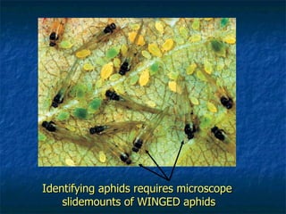 Identifying aphids requires microscope  slidemounts of WINGED aphids 