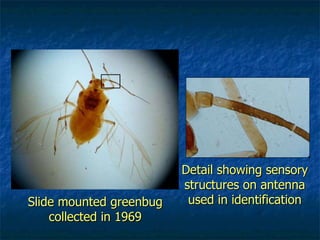Detail showing sensory structures on antenna used in identification Slide mounted greenbug collected in 1969 